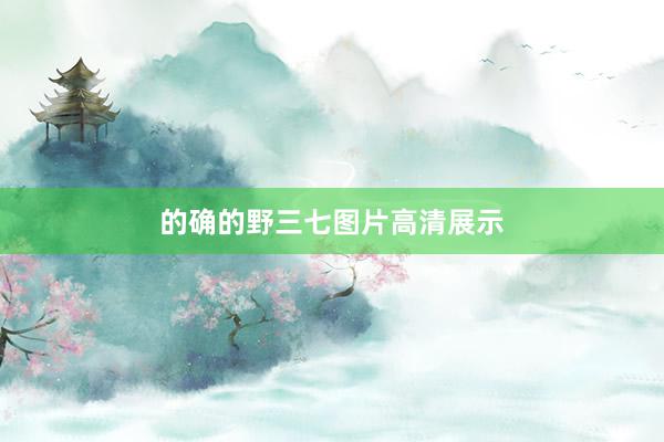 的确的野三七图片高清展示